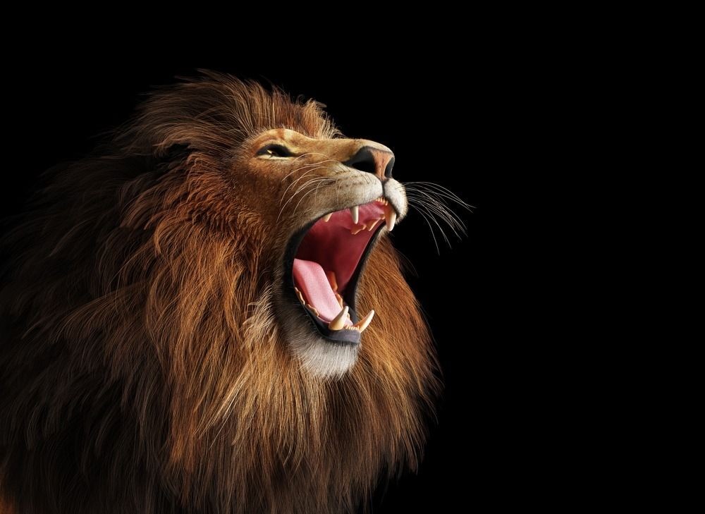 The 81 AllTime Best Lion Quotes For A Roaring Life Kidadl