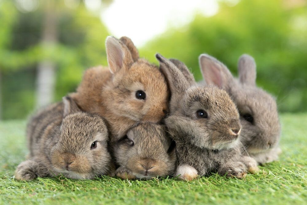 67+ Best Bunny Quotes That Are Cute And Cuddly Kidadl