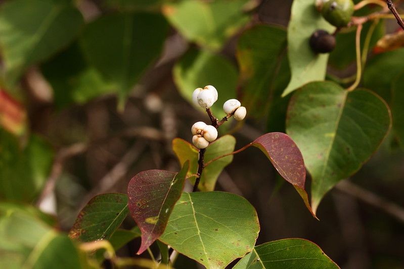 31 Chinese Tallow Tree Facts Identification And Lifespan Revealed Kidadl