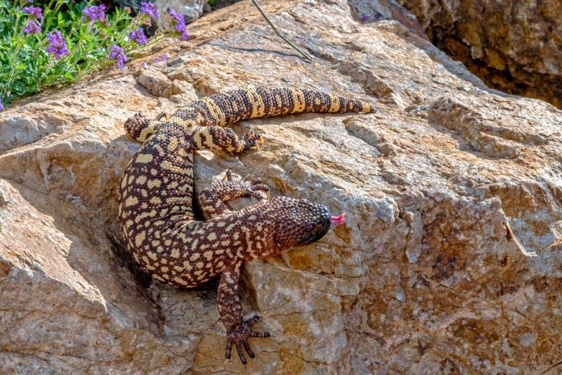 Identify And Avoid Poisonous Lizards To Protect Yourself And Your Pets Kidadl