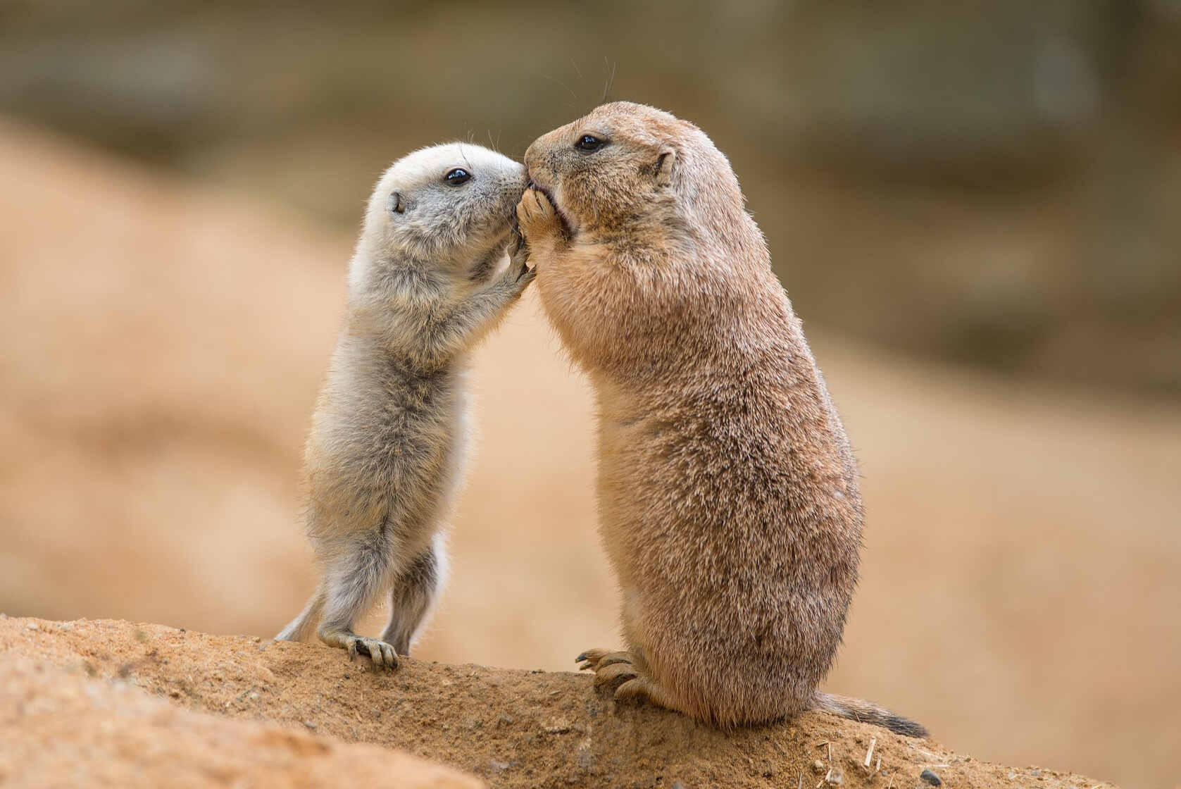 What Do Prairie Dogs Eat? A Complete Guide To Feeding Them Kidadl