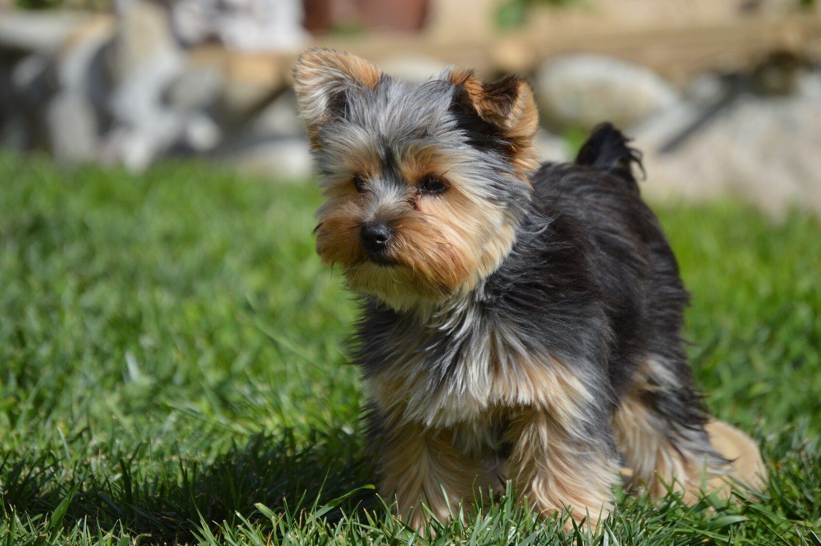 How Long Do Yorkies Live? Average Lifespan And Tips To Prolong It Kidadl