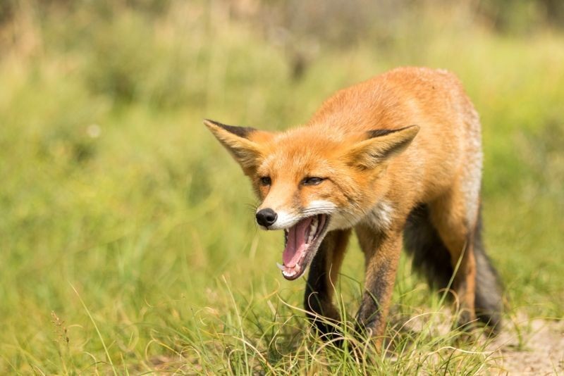 Fox Teeth Fascinating Facts That We Bet You Didn't Know Kidadl