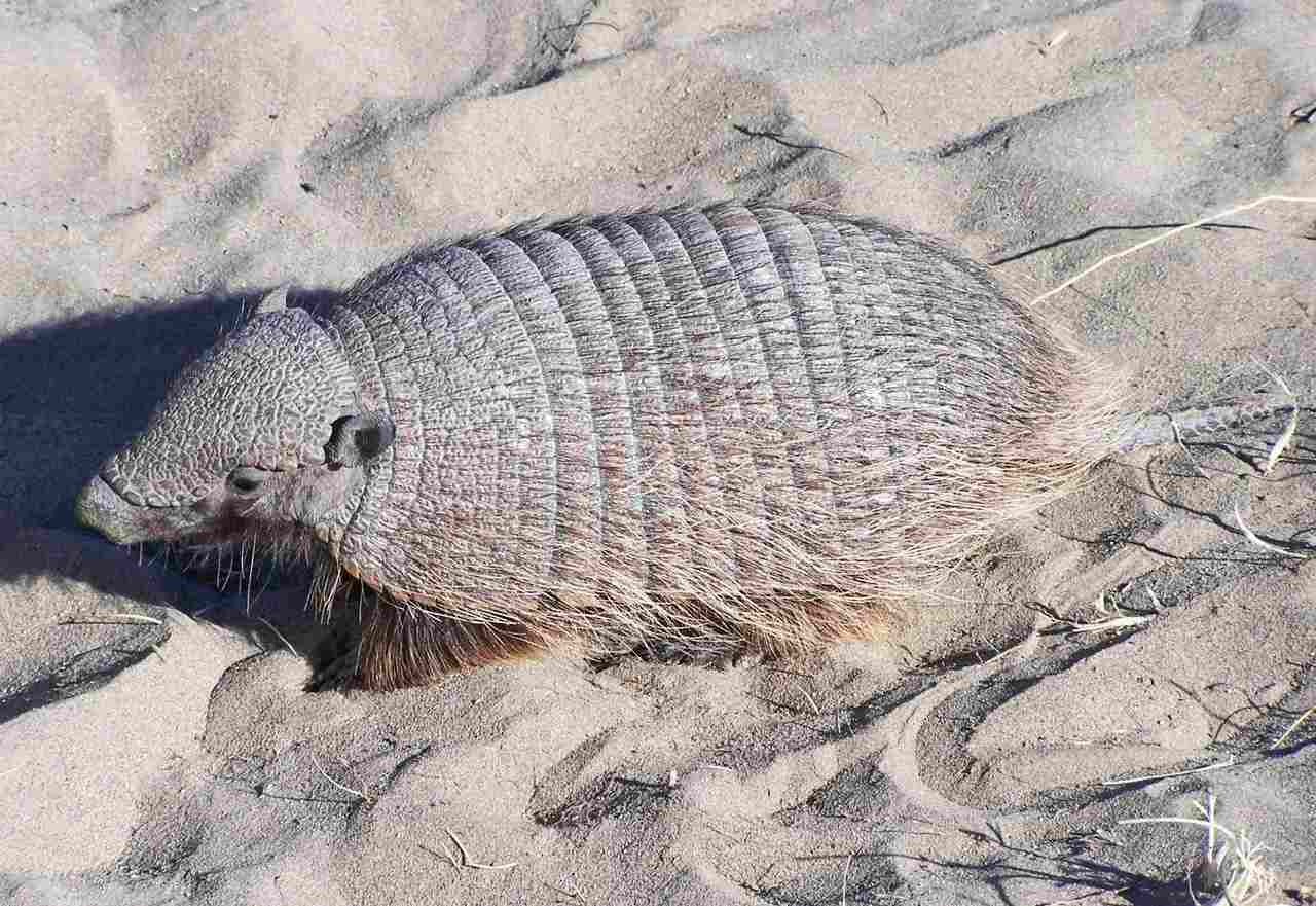 What Do Armadillos Eat? What Is Their Favorite Food? Kidadl