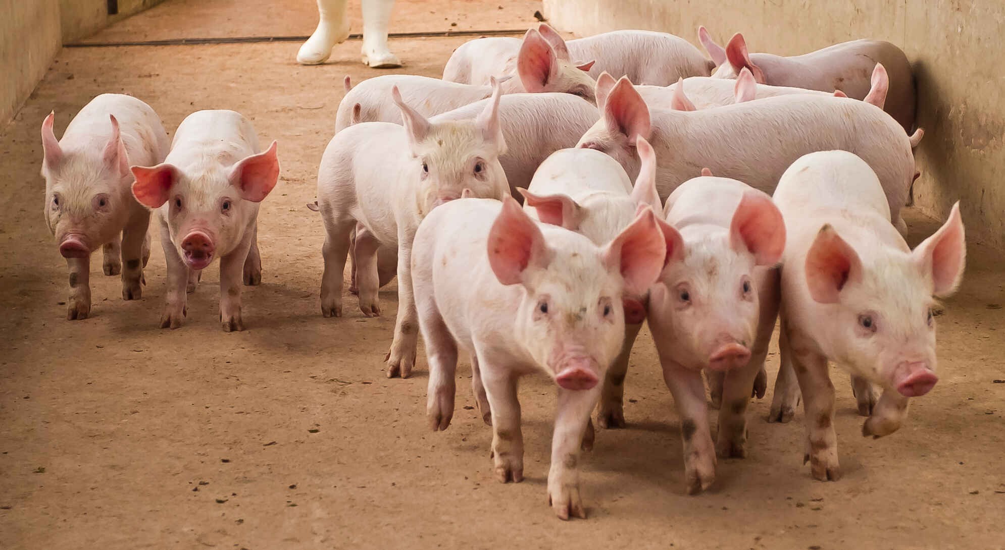 Do Pigs Sweat? Find Out How A PigLets Out Toxins Kidadl