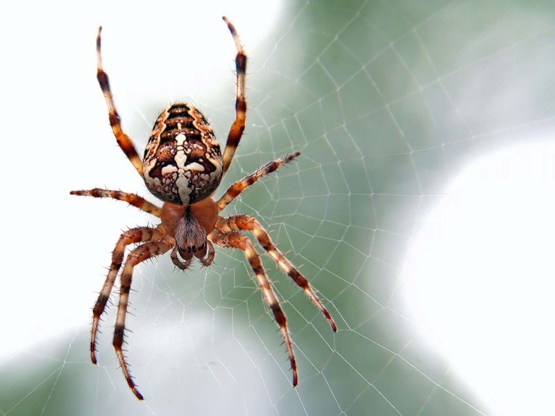 How Many Legs Does A Spider Have? Fascinating Facts You May Not Know