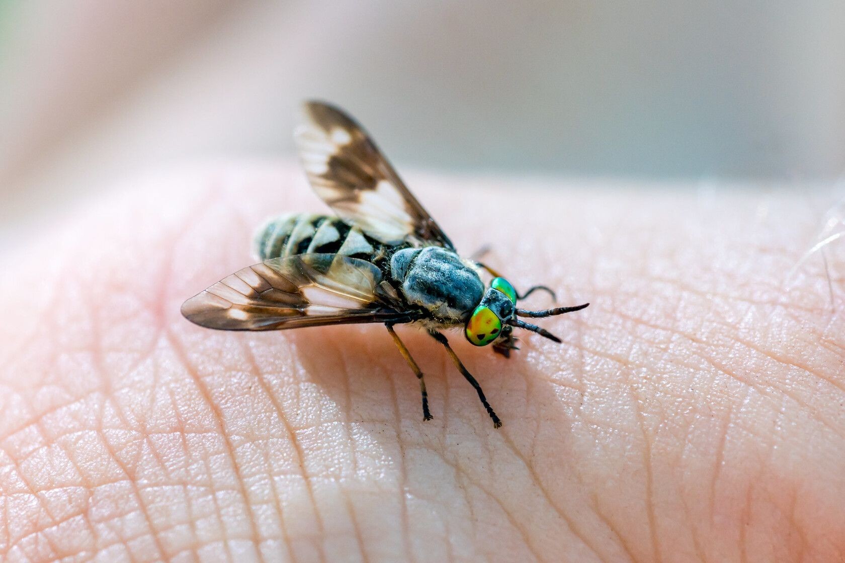 Why Do Flies Land On Me? How Do I Get Rid Of Them? Kidadl