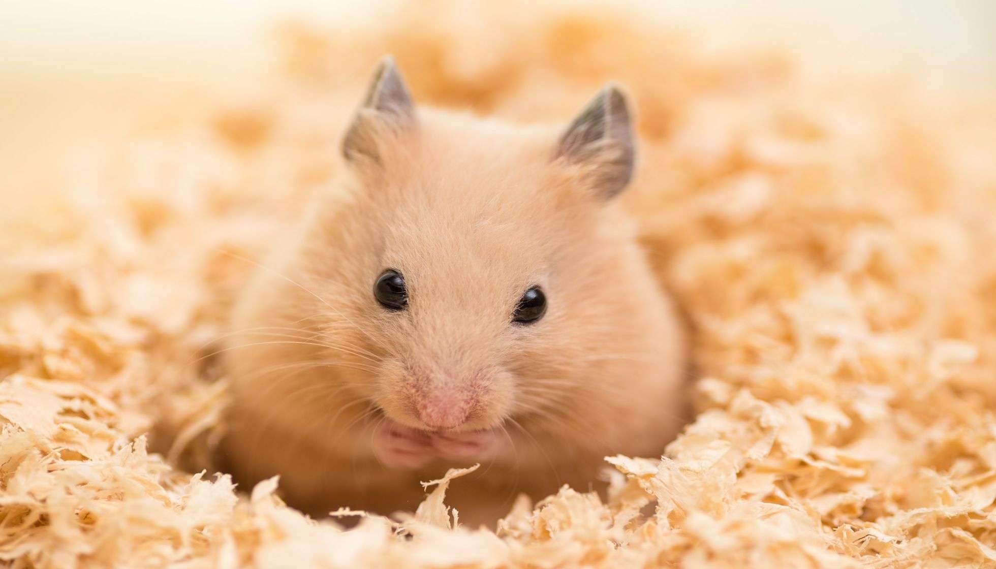 Are Hamsters Good Pets? Fun Facts For Your Cute Furry Rodent Kidadl