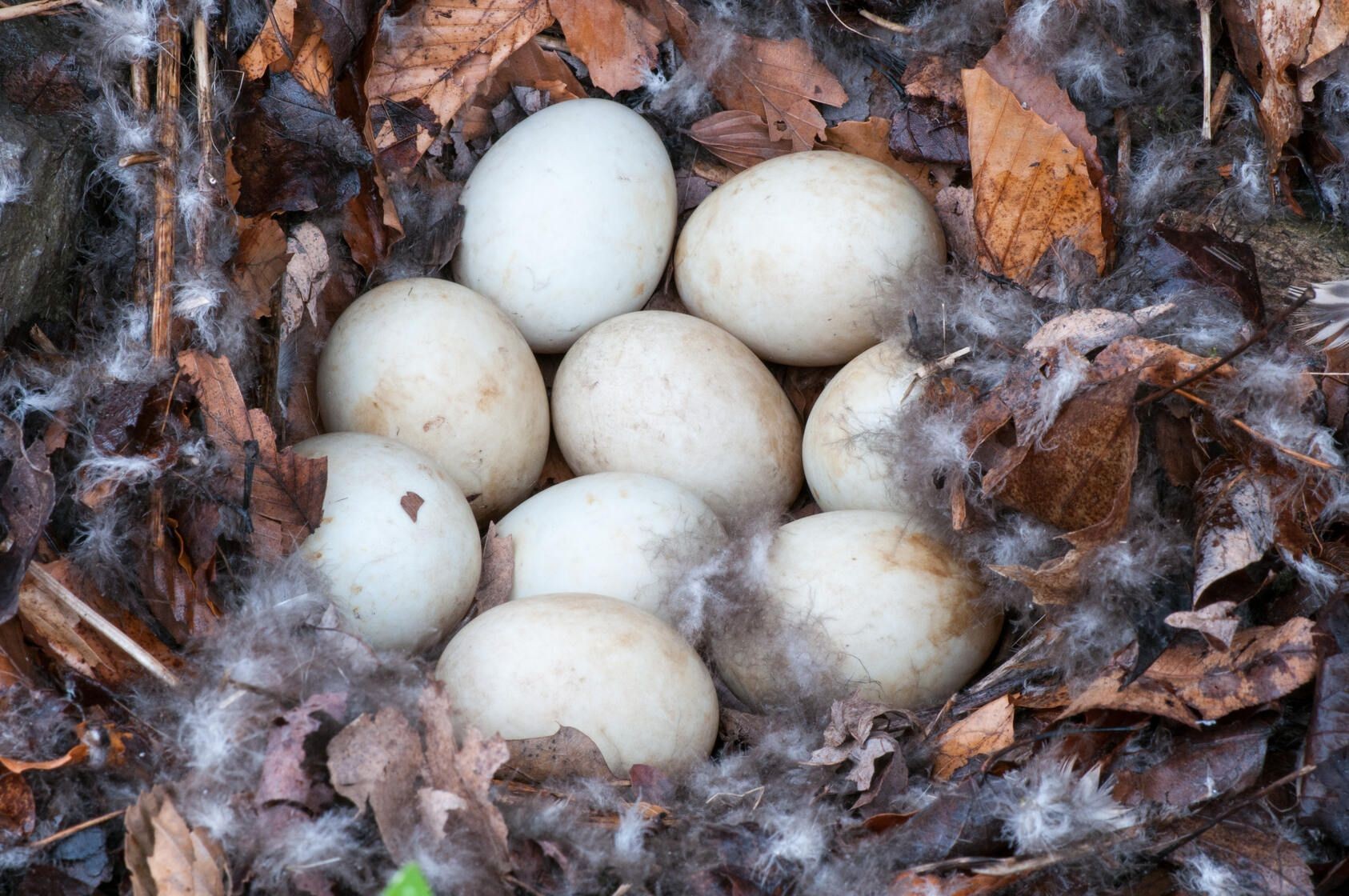 Mallard Duck Eggs Why Are They Abandoned And What You Can Do Kidadl