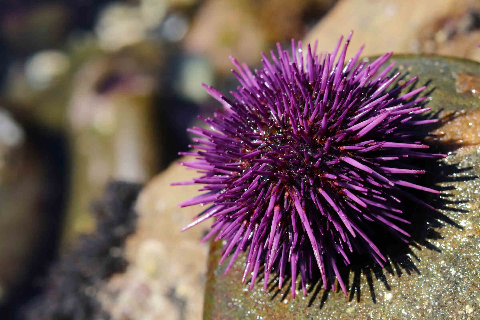 What Do Sea Urchins Eat And How They Eat It? Fun Facts For Kids Kidadl