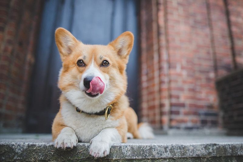 Why Do Dogs Lick Their Lips? Reading Your Pup's Peculiar Behavior Kidadl