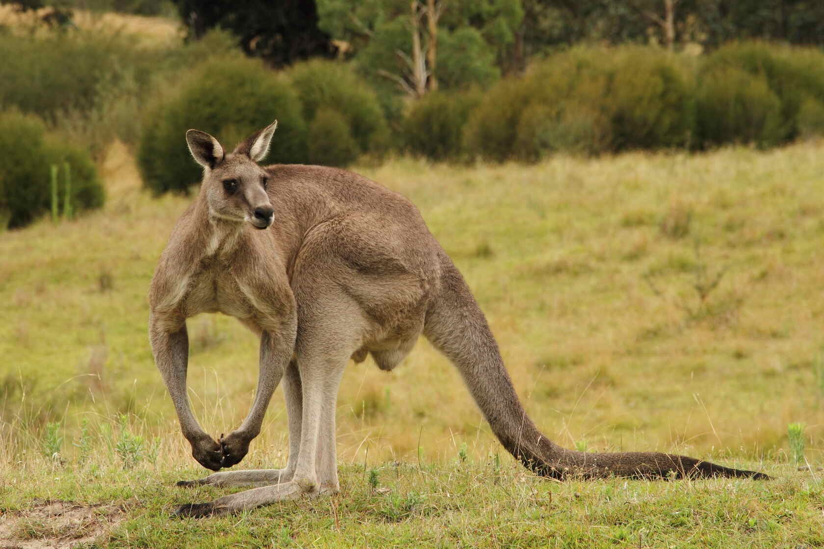 Do Kangaroos Have Nipples In Their Pouches at Jimmie Mcleod blog