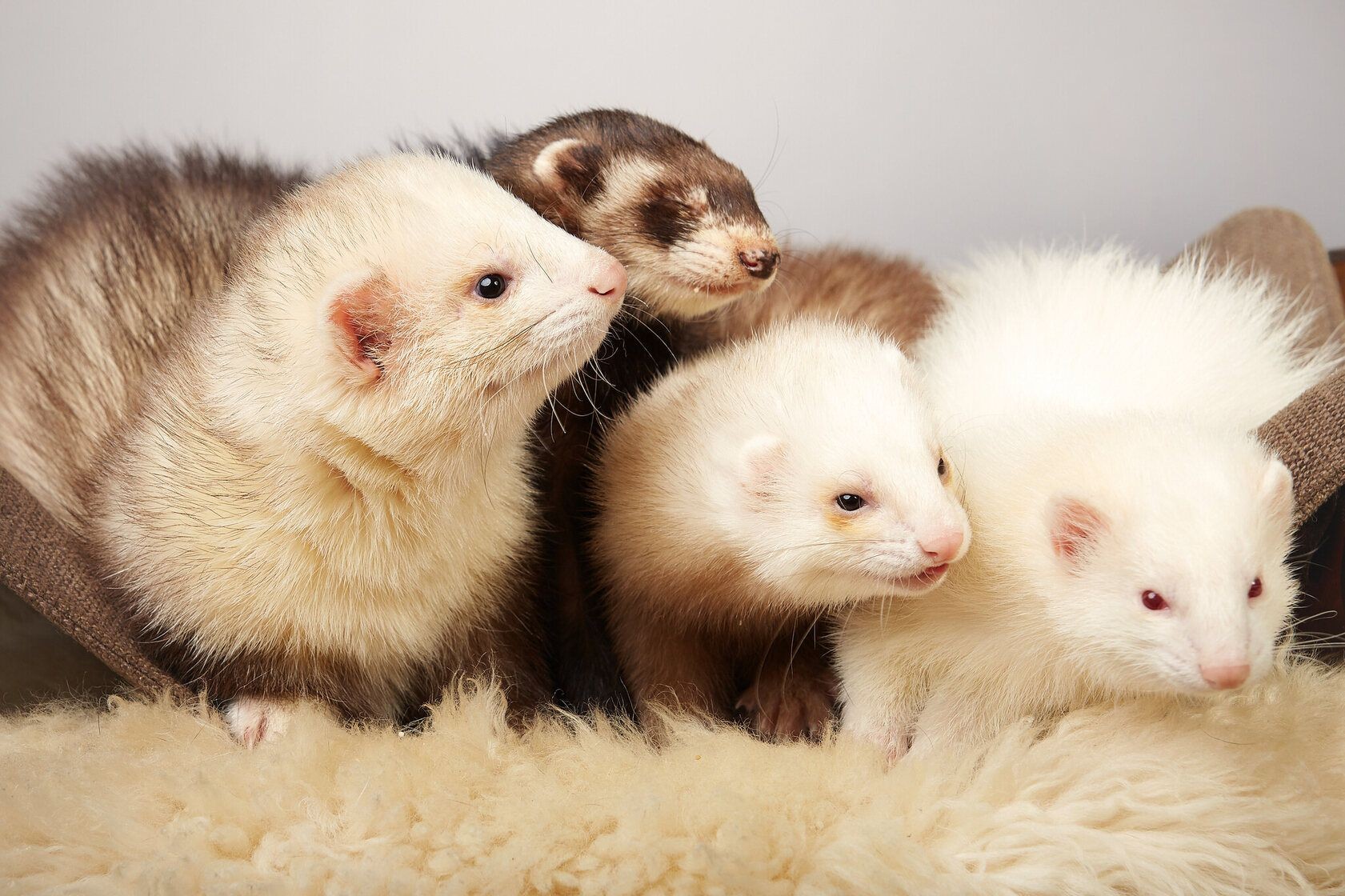 What Is A Group Of Ferrets Called? Are Ferrets Friendly? Kidadl
