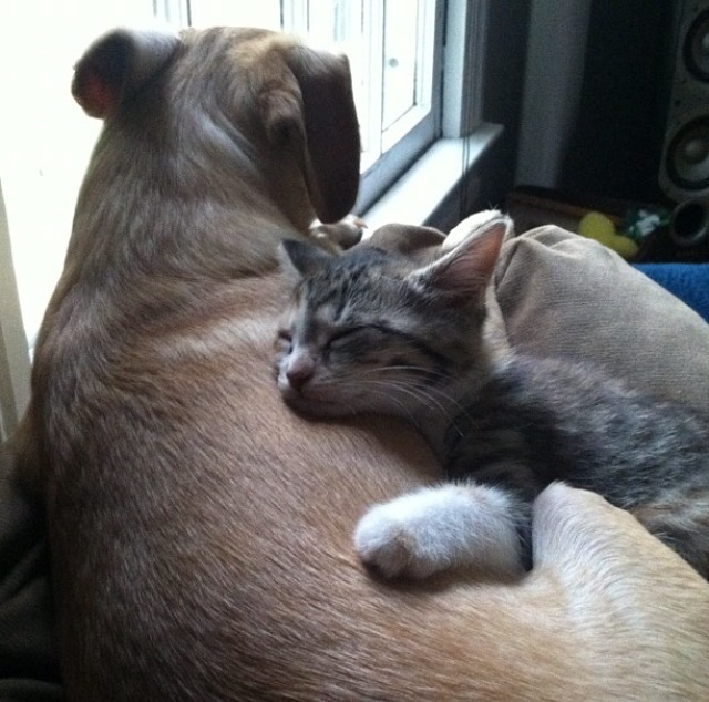 21 Cats Who Want To Cuddle Their Dogs And Won't Take No For An Answer