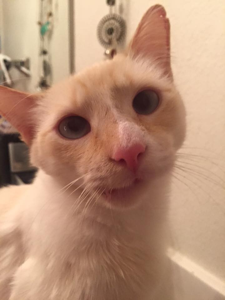 Cat With Crooked Jaw Still Loves Showing Off Her Smile