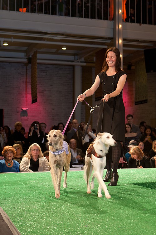 Photos Haute Dog SF Dozens of Dashing Dogs at the San Francisco
