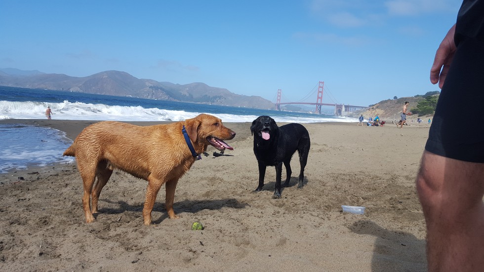DogFriendly San Francisco All the Best Parks, Restaurants, and Shops