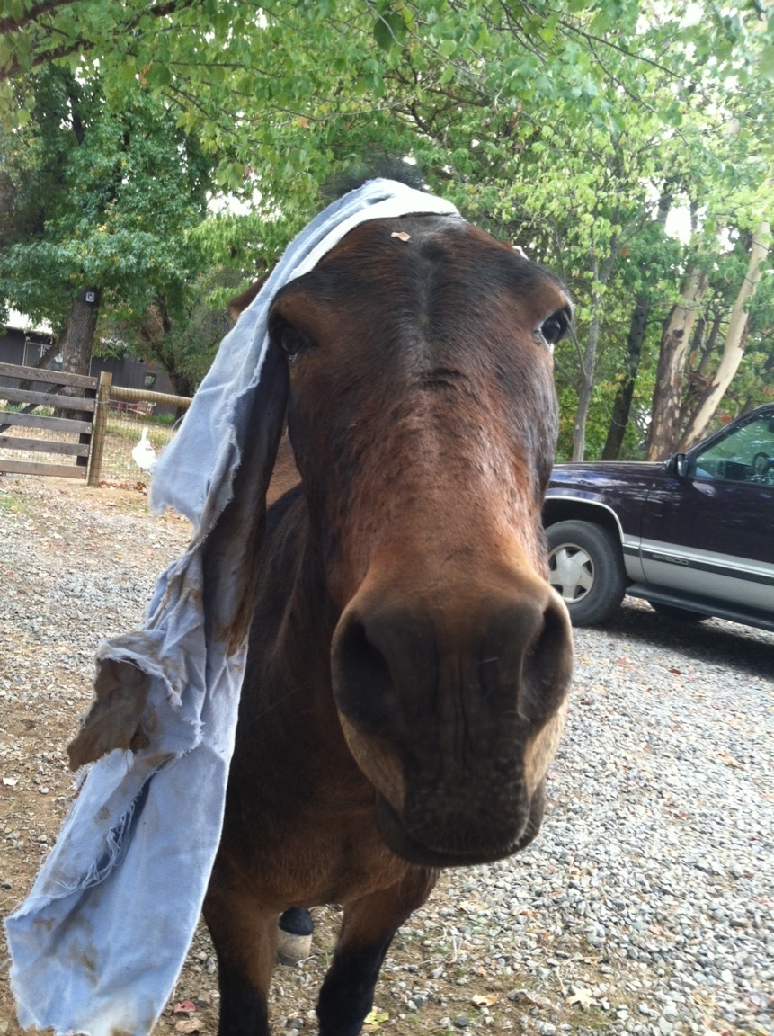 Dying Goat Helps Abused Rescue Friend Feel At Sanctuary