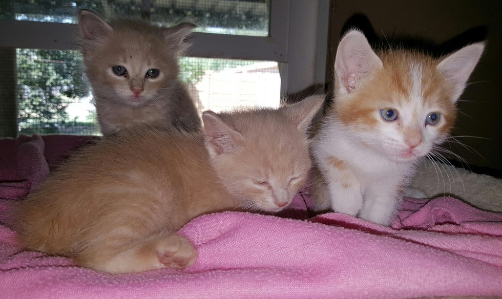 Four Rescue Ginger Brothers, Three Born without a Tail Love Meow