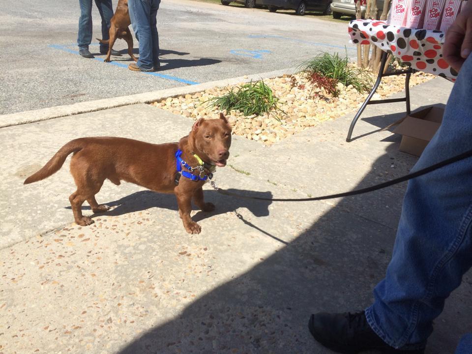 Rami The Pit BullDachshund No Longer Up For Adoption