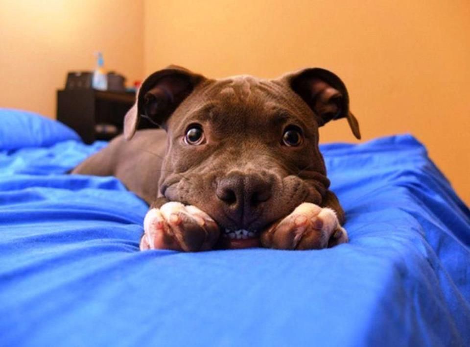 19 Smiling Pit Bulls Who Are Really, Really, Really Happy