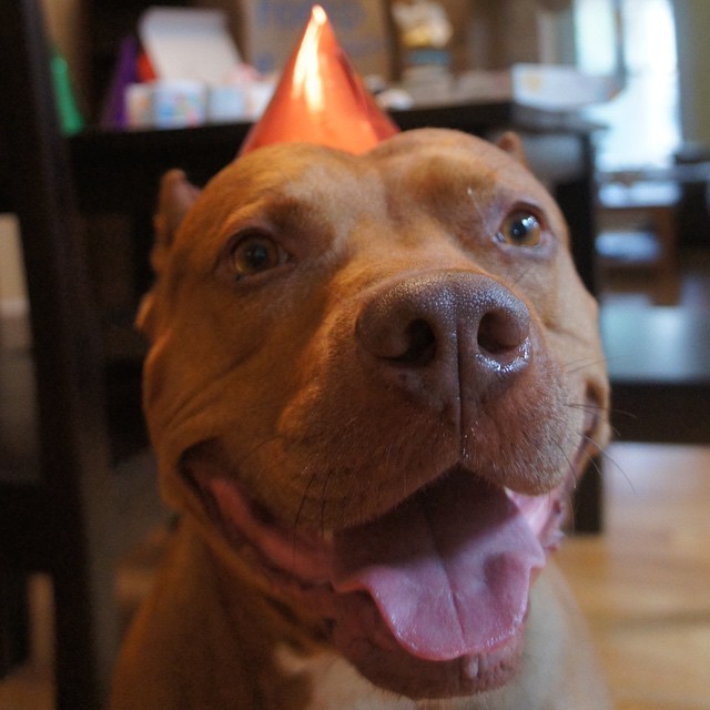 19 Smiling Pit Bulls Who Are Really, Really, Really Happy