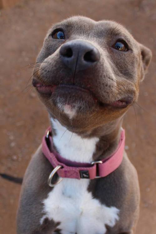 19 Smiling Pit Bulls Who Are Really, Really, Really Happy