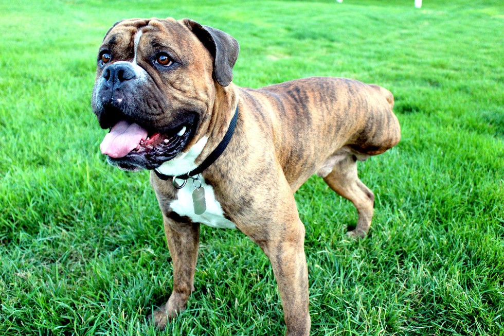 21 Fearless Dogs Who Have Only 3 Legs