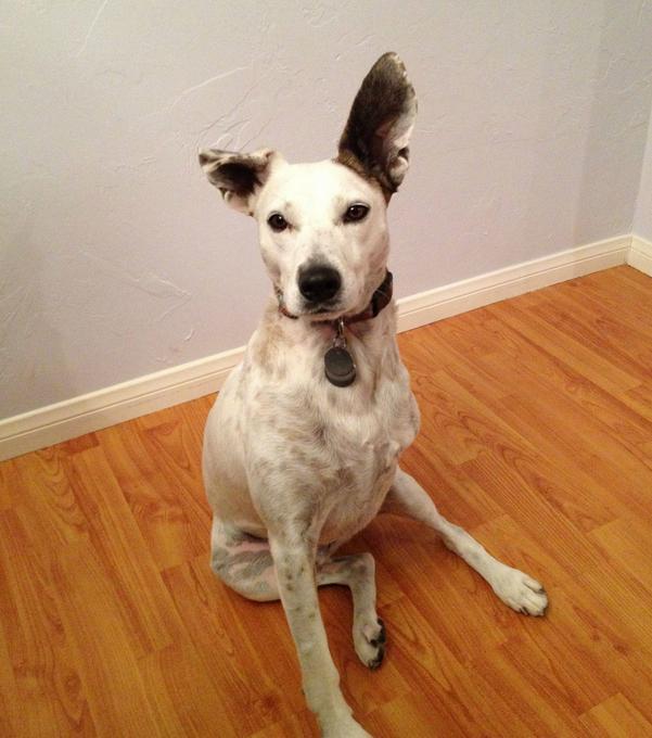 21 Fearless Dogs Who Have Only 3 Legs