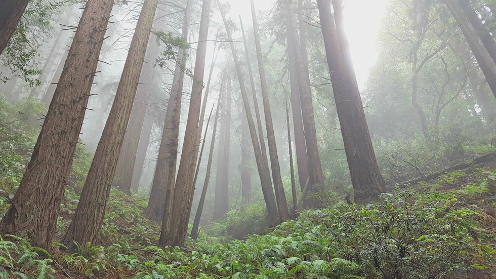 How to Spend the Perfect Day in Oakland’s Redwood Forest 7x7 Bay Area