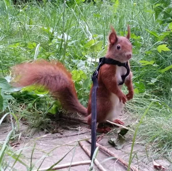 Baby Squirrel Abandoned By His Mom Now Has A Family Who Loves Him
