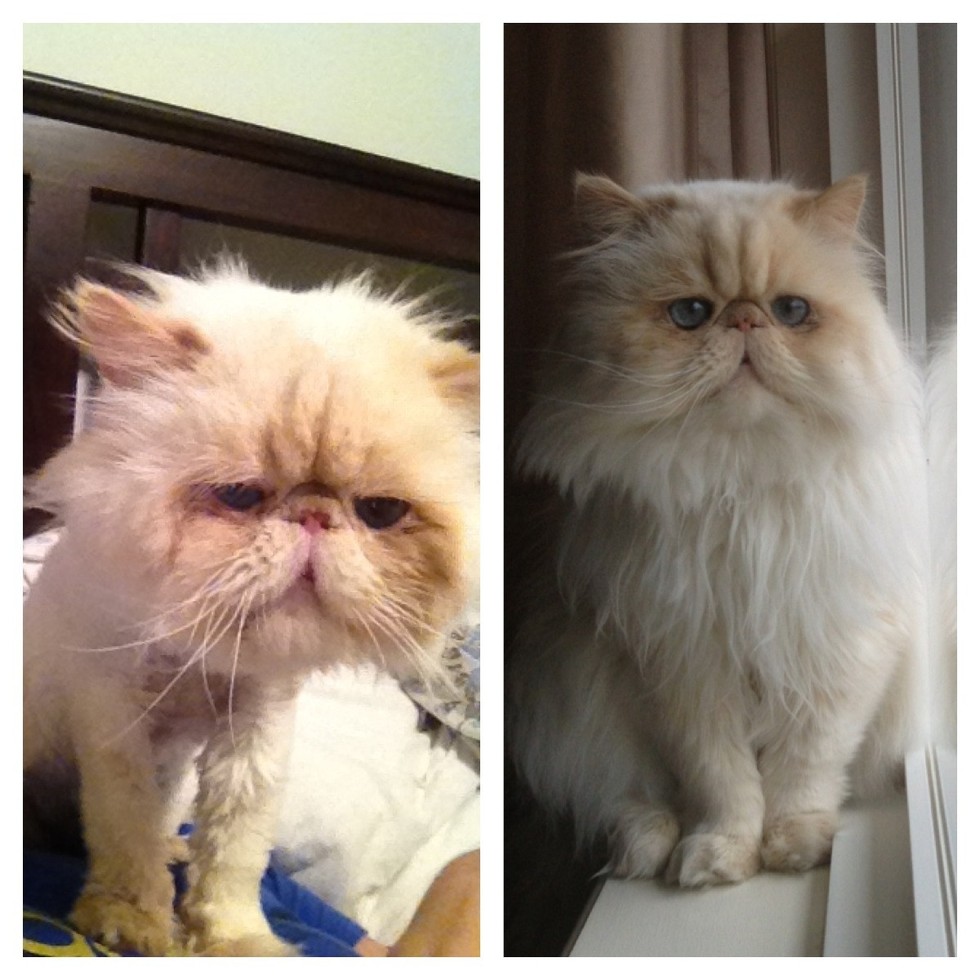 29 Before And After Photos Show What Love Does To Cats Meowingtons