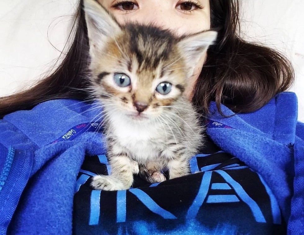 They Heard Meows of Struggle and Found a Tiny Runt in the Garden Love