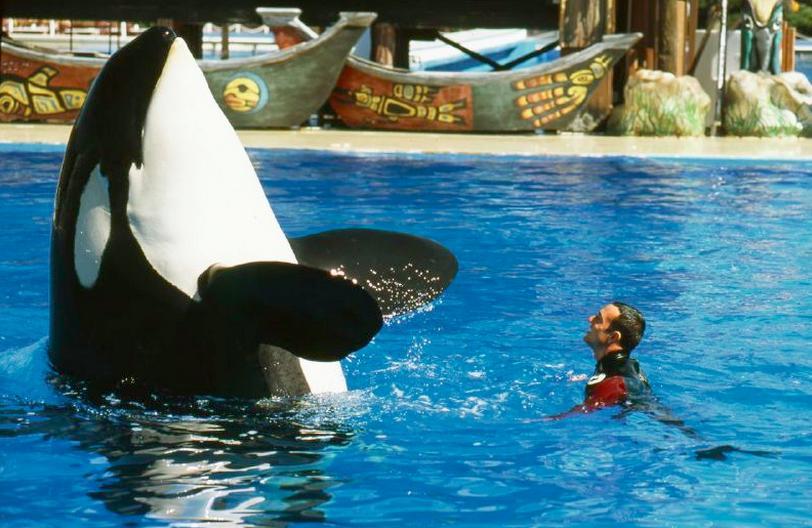 'I Was Disgusted' How One Trainer Left The SeaWorld