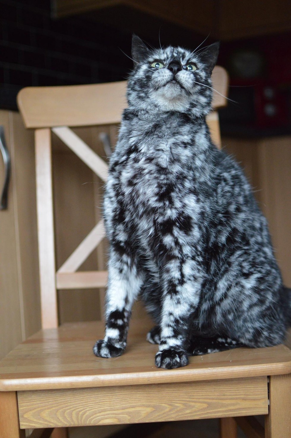 Scrappy Born a Black Cat Now Turning White due to Vitiligo Love Meow