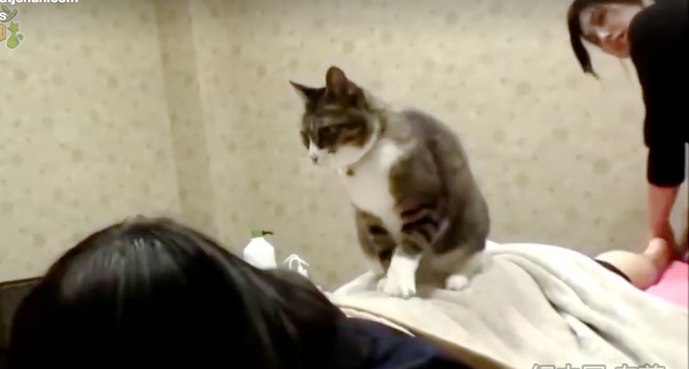 Esthetician Cat Offers Massages at a Beauty Parlor Love Meow