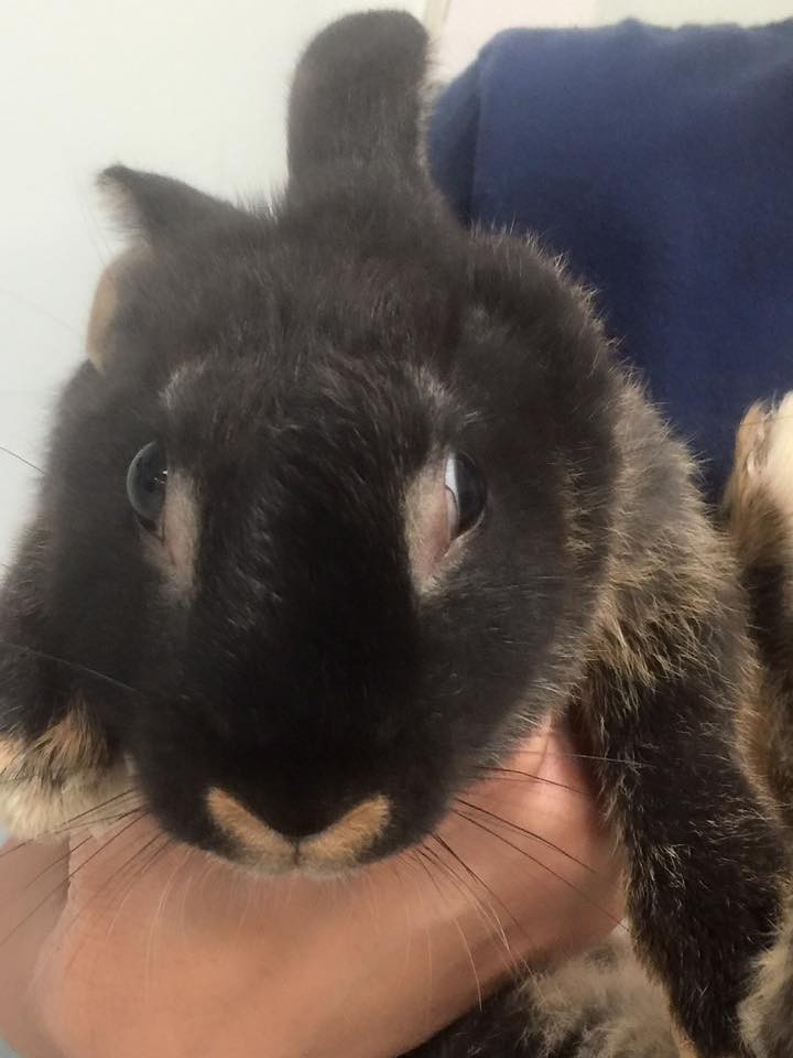 Rabbit Abused In Viral Video Is Now Showered With Gifts