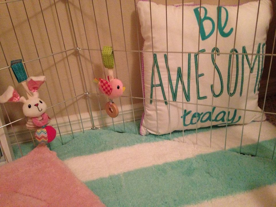Rabbit Abused In Viral Video Is Now Showered With Gifts