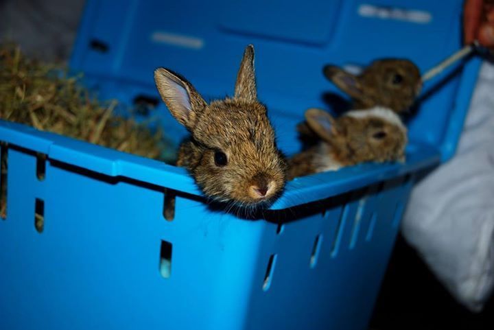 These Baby Bunny Hybrids Are 100 Adorable