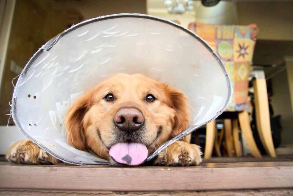 13 Dogs Who Don't Think The 'Cone Of Shame' Is Shameful At All