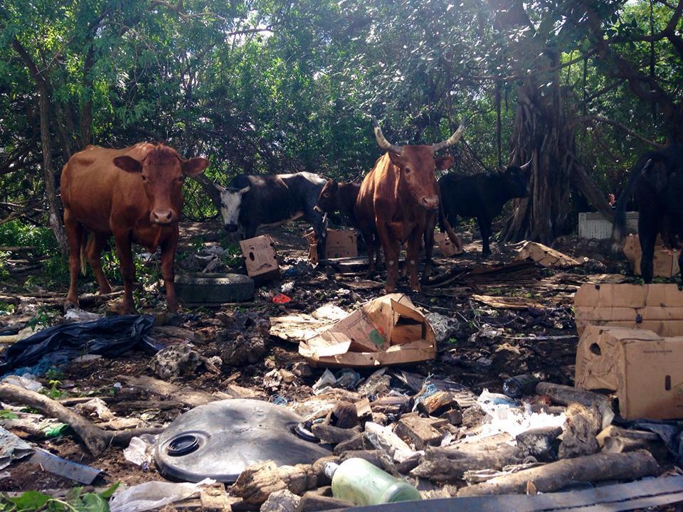 9,000 Animals Rescued From 'Worst Torture Operation' In The U.S.