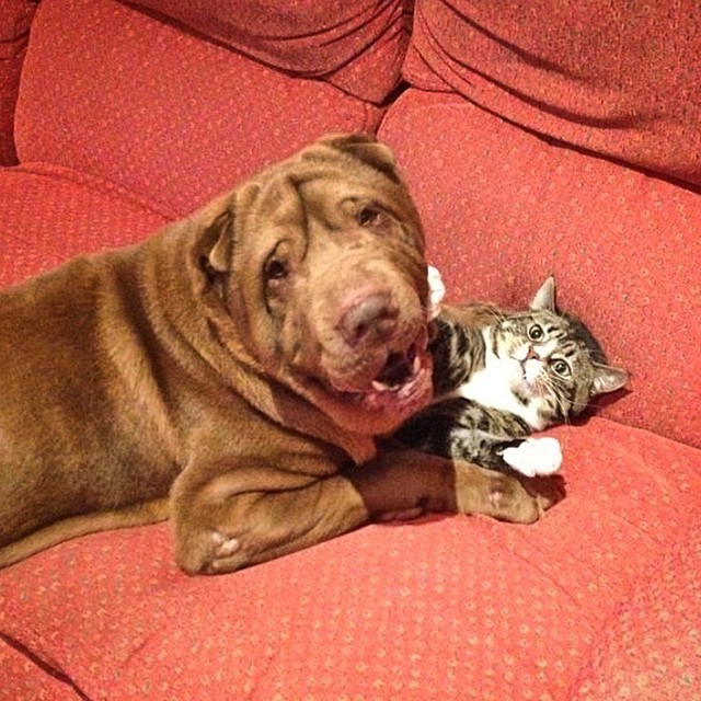 12 Dogs Who Are Smothering The Cat With Their Love