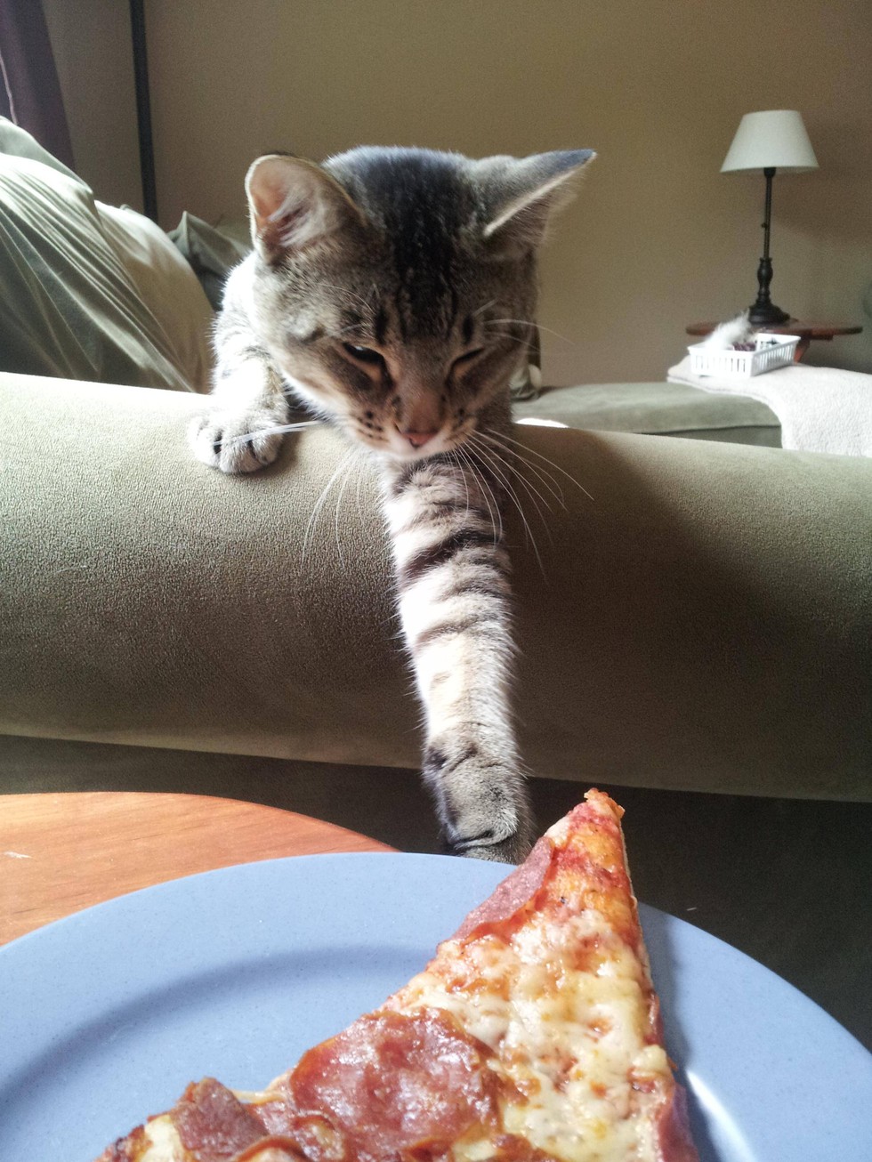 14 Cats Who Are Stealing Your Sh*t