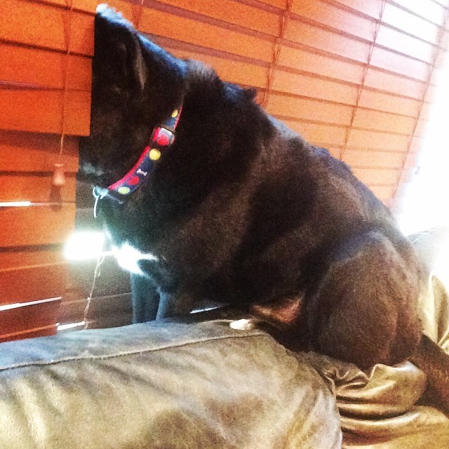 What Pets Are Thinking When The Doorbell Rings