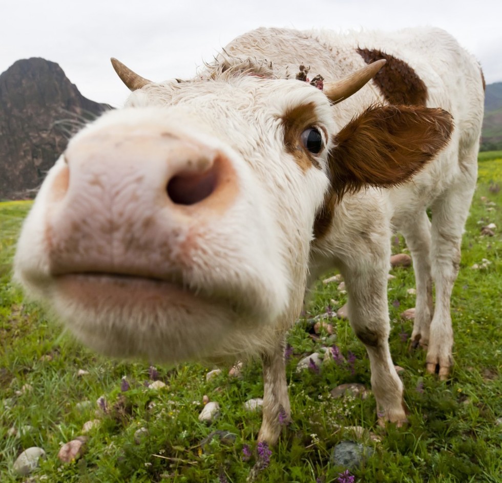 18 Cows You Can't Believe Are Even Real