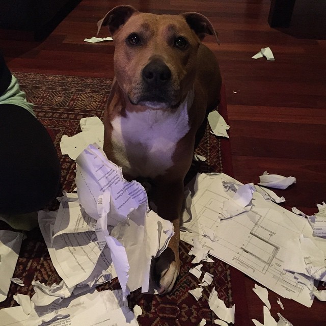 13 Pets Who Are Literally Eating Your Homework