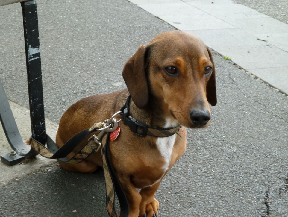 Is It OK To Tie Your Dog Up Outside A Store?