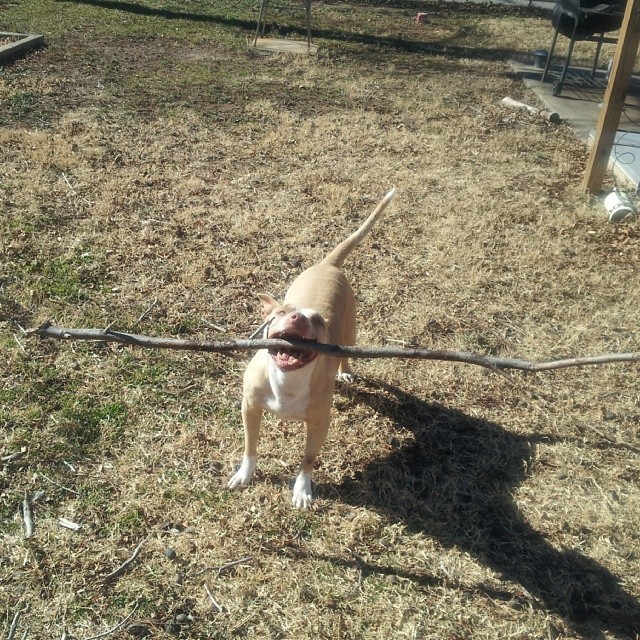26 Dogs Who Fetched Sticks That Are WAY Too Big