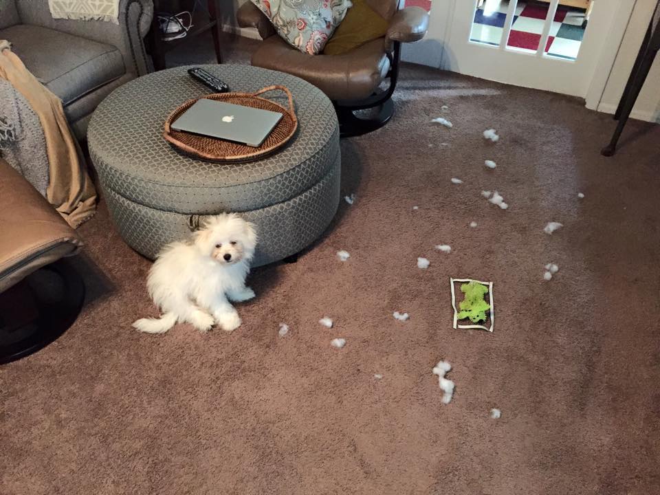 14 Dogs Who Didn't MEAN To Destroy Their Stuffed Animals