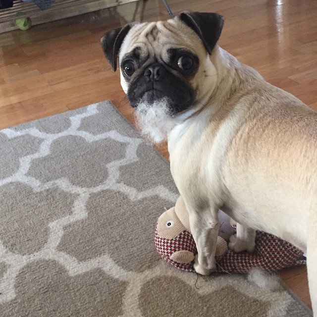 14 Dogs Who Didn't MEAN To Destroy Their Stuffed Animals